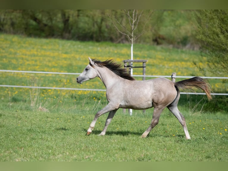 Pur-sang arabe Jument 1 Année 154 cm Gris in Gemünden (Felda)