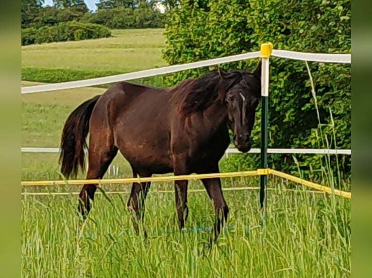 Pur-sang arabe Jument 1 Année 154 cm Noir in Mengen