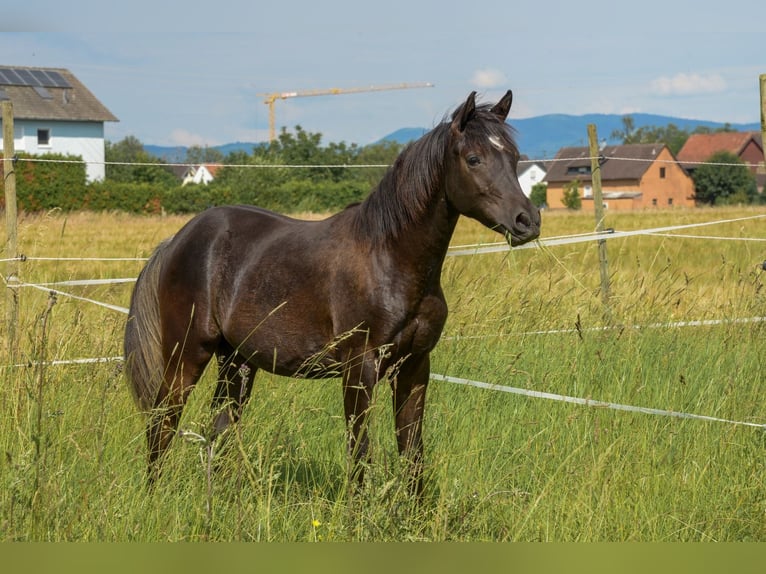 Pur-sang arabe Jument 1 Année 154 cm Noir in Neuried