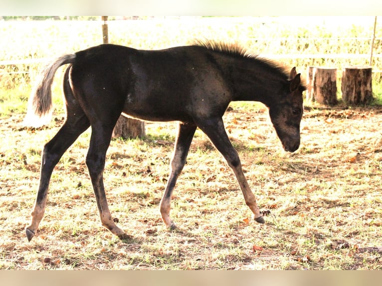 Pur-sang arabe Jument 1 Année 154 cm Noir in Neuried