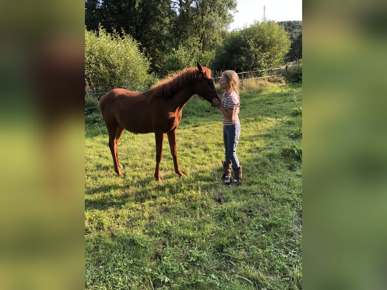 Pur-sang arabe Jument 1 Année 155 cm Alezan in Arenrath