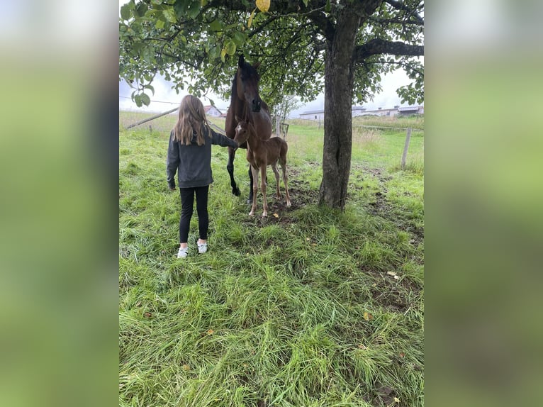 Pur-sang arabe Jument 1 Année 155 cm Alezan in Arenrath