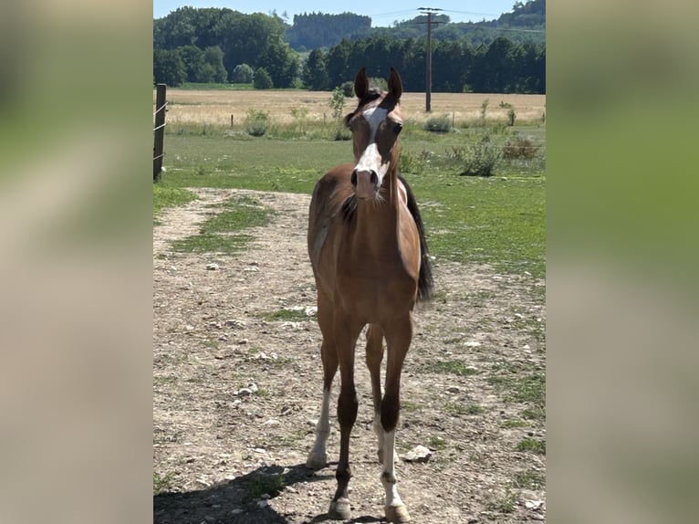 Pur-sang arabe Jument 1 Année 155 cm Bai in Villenbach