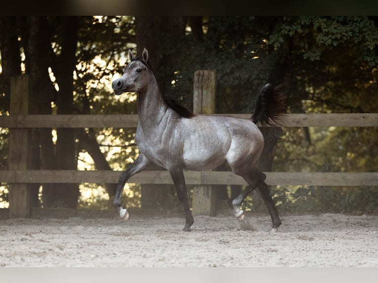 Pur-sang arabe Jument 1 Année 155 cm Gris in Reichshof