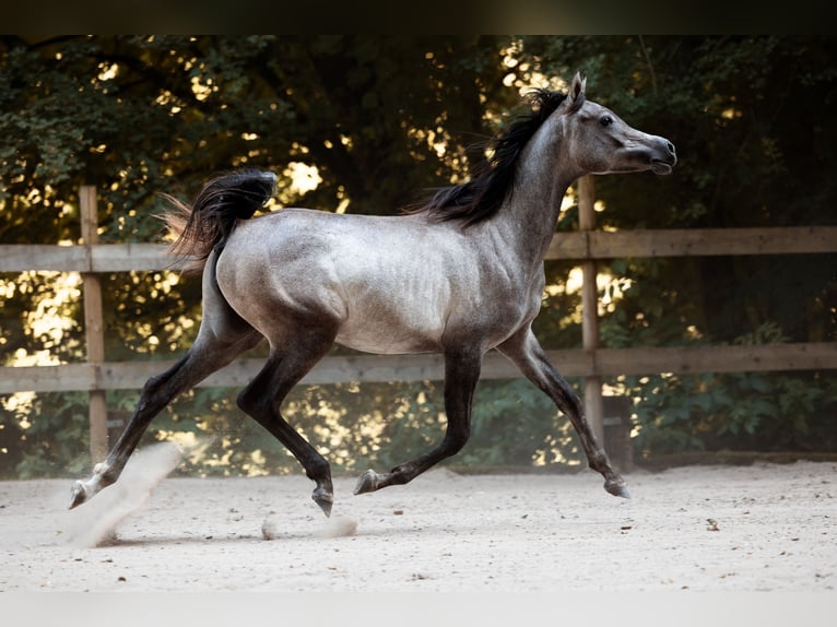 Pur-sang arabe Jument 1 Année 155 cm Gris in Reichshof