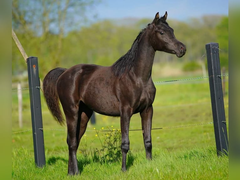 Pur-sang arabe Jument 1 Année 155 cm Noir in Helvoirt