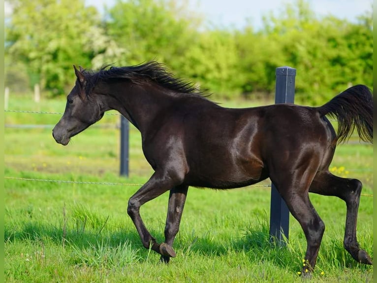 Pur-sang arabe Jument 1 Année 155 cm Noir in Helvoirt