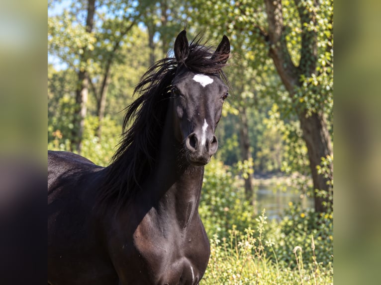 Pur-sang arabe Jument 1 Année 157 cm Noir in Neuried