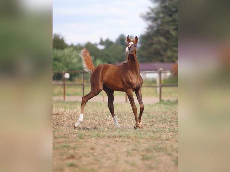 Pur-sang arabe Jument 1 Année 158 cm Alezan in Stryków