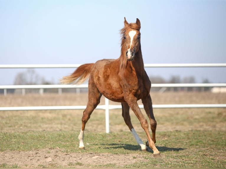 Pur-sang arabe Jument 1 Année 158 cm Alezan in Stryków