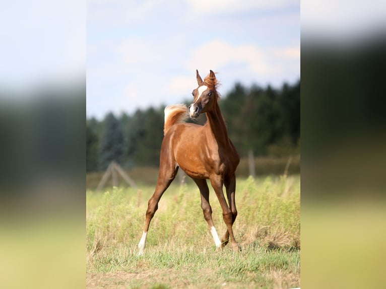 Pur-sang arabe Jument 1 Année 158 cm Alezan in Stryków
