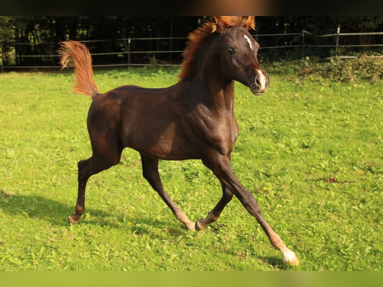 Pur-sang arabe Jument 1 Année 158 cm Alezan in Thurmansbang