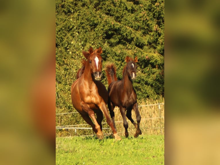 Pur-sang arabe Jument 1 Année 158 cm Alezan in Thurmansbang