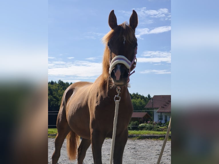 Pur-sang arabe Jument 1 Année 158 cm Alezan in Thurmansbang