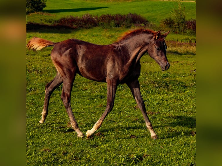 Pur-sang arabe Jument 1 Année 158 cm Alezan in Thurmansbang