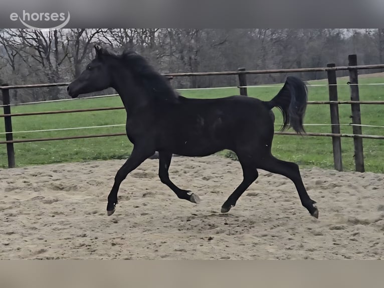 Pur-sang arabe Jument 1 Année 160 cm Noir in Reichertsheim