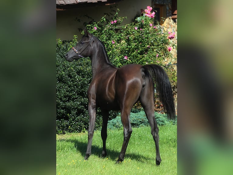 Pur-sang arabe Jument 1 Année 160 cm Noir in Santok