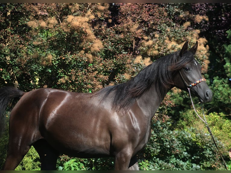 Pur-sang arabe Jument 1 Année 160 cm Noir in Santok