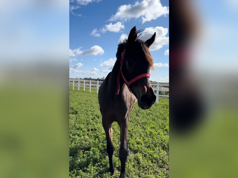 Pur-sang arabe Jument 1 Année Bai brun in Chomęcice