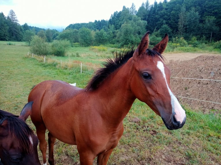 Pur-sang arabe Jument 1 Année Bai cerise in Jankowa