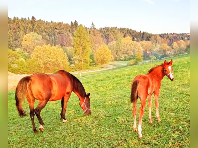 Pur-sang arabe Jument 1 Année Bai cerise in Jankowa