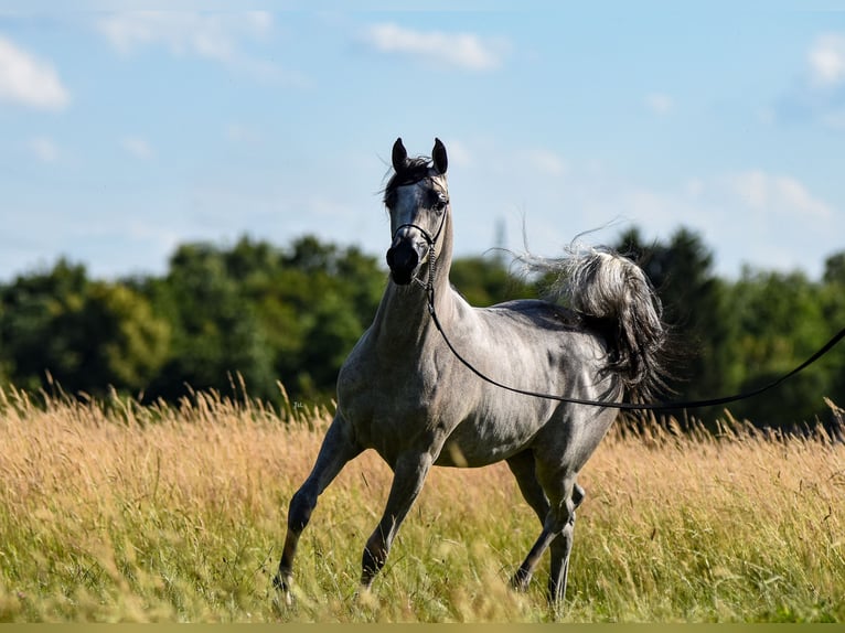 Pur-sang arabe Jument 1 Année Gris in Vreden