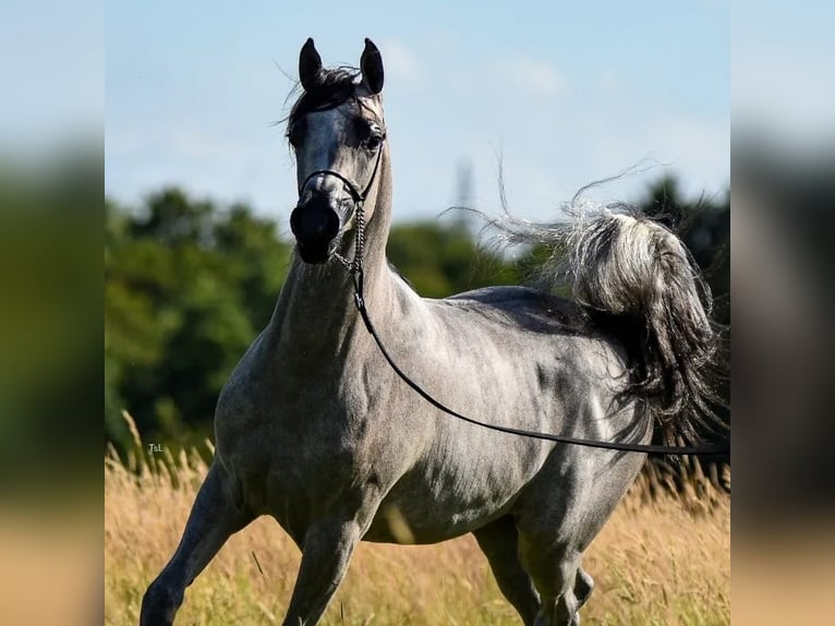 Pur-sang arabe Jument 1 Année Gris in Vreden