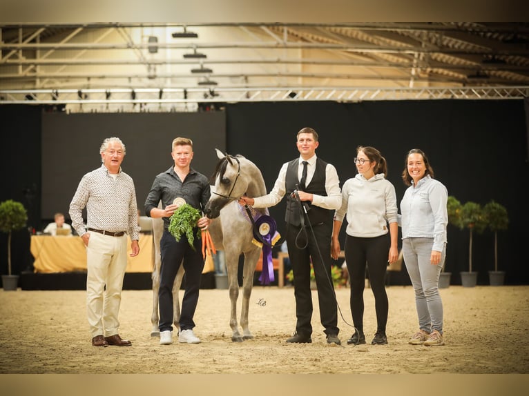 Pur-sang arabe Jument 1 Année Gris in Vreden