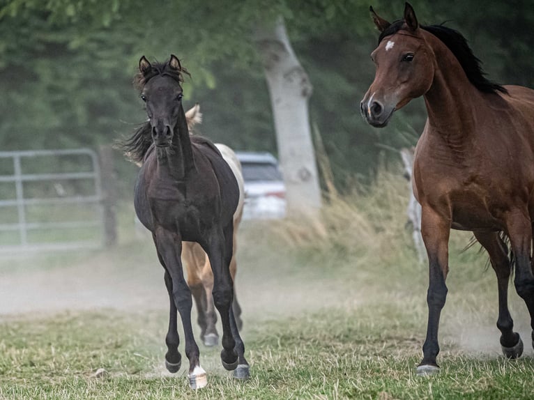 Pur-sang arabe Jument 1 Année Noir in Herzberg am Harz