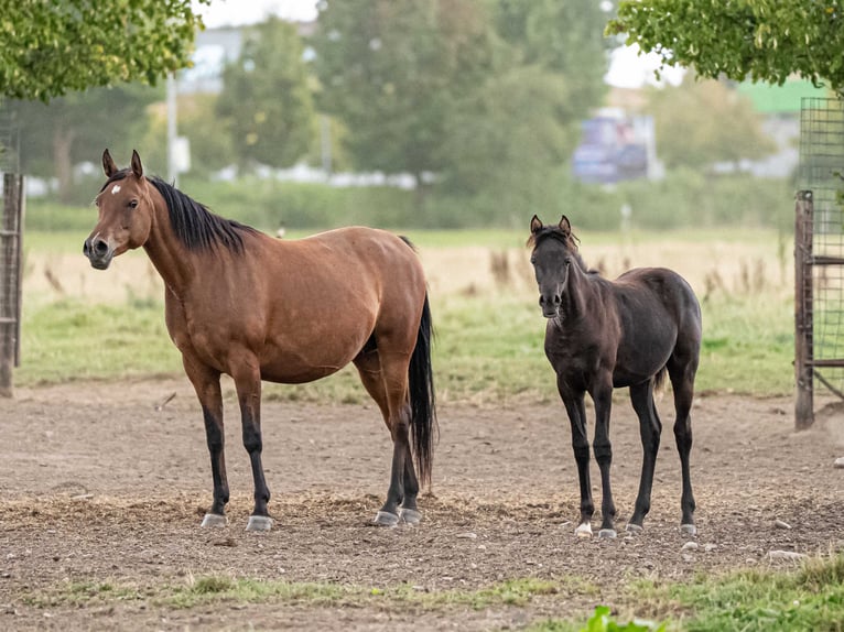 Pur-sang arabe Jument 1 Année Noir in Herzberg am Harz