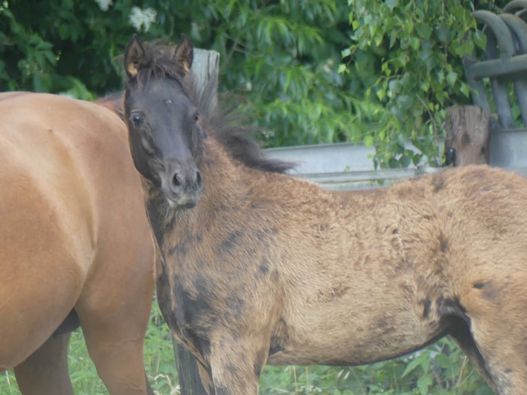 Pur-sang arabe Jument 1 Année Noir in Herzberg am Harz