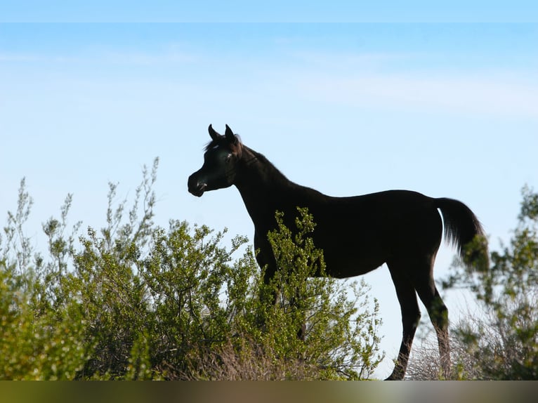 Pur-sang arabe Jument 1 Année Noir in Scottsdale, Arizona