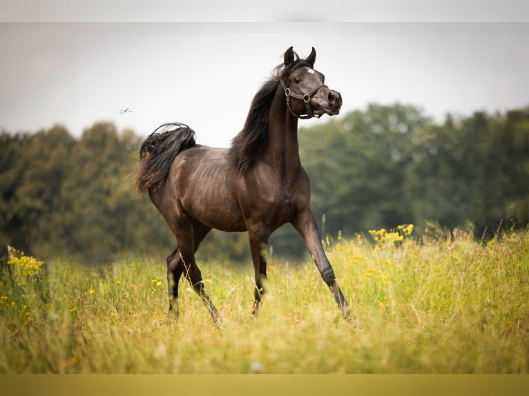 Pur-sang arabe Jument 1 Année Noir in Kelpen-Oler