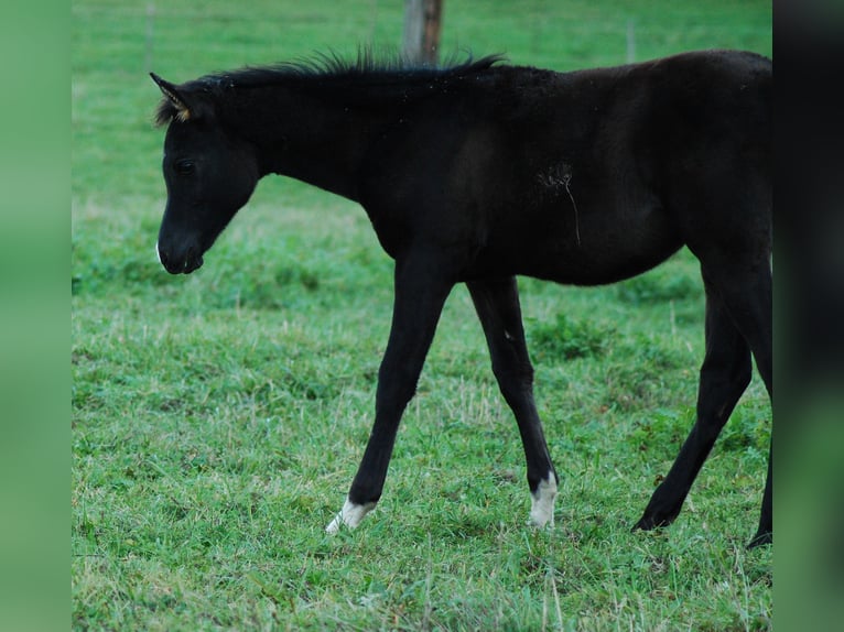 Pur-sang arabe Jument 1 Année Noir in Krajna Polana