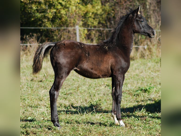 Pur-sang arabe Jument 1 Année Noir in Krajna Polana