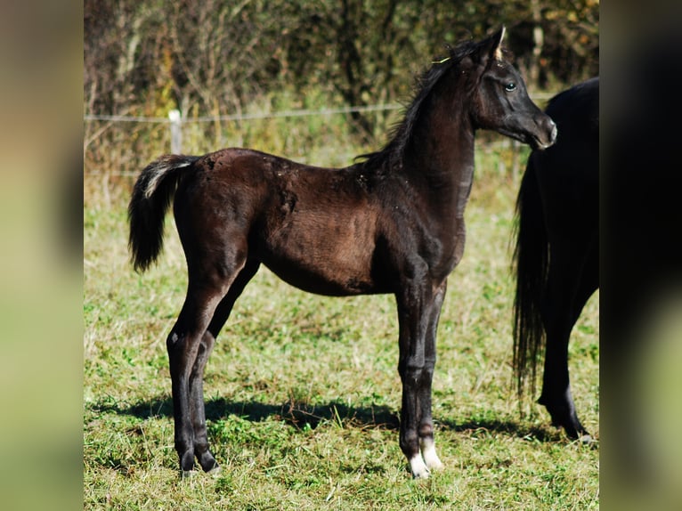 Pur-sang arabe Jument 1 Année Noir in Krajna Polana