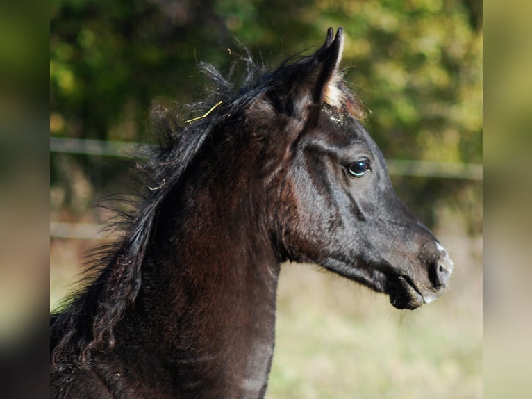 Pur-sang arabe Jument 1 Année Noir in Krajna Polana