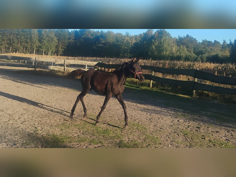 Pur-sang arabe Jument 1 Année Noir in Głowno