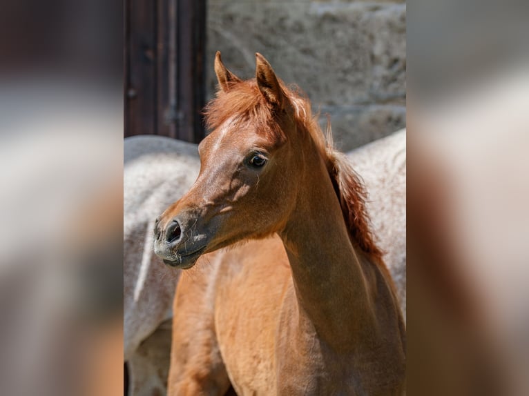 Pur-sang arabe Jument 1 Année Peut devenir gris in Gomadingen