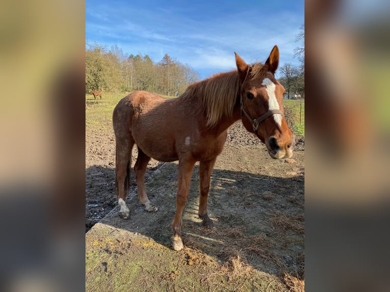 Pur-sang arabe Jument 29 Ans 160 cm Alezan in Willingshausen