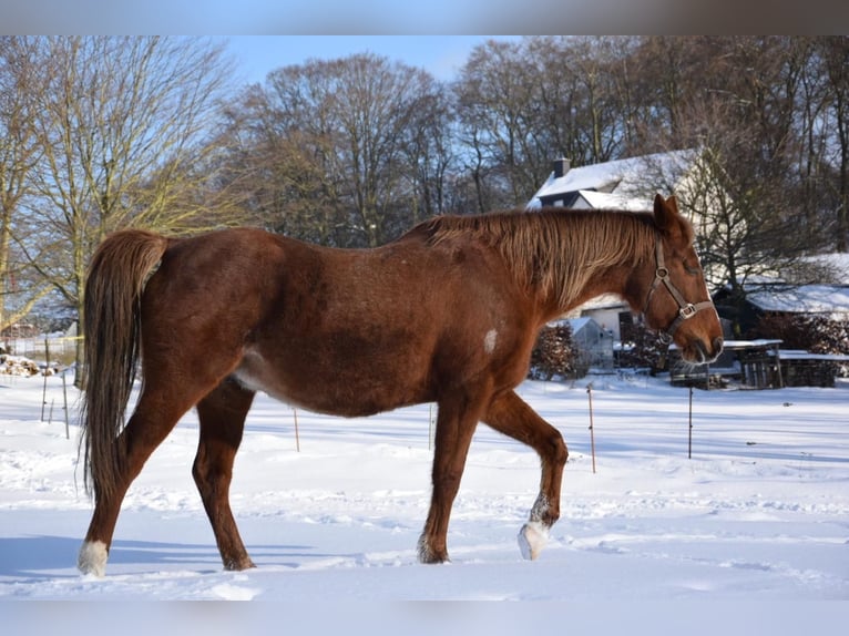 Pur-sang arabe Jument 29 Ans 160 cm Alezan in Willingshausen