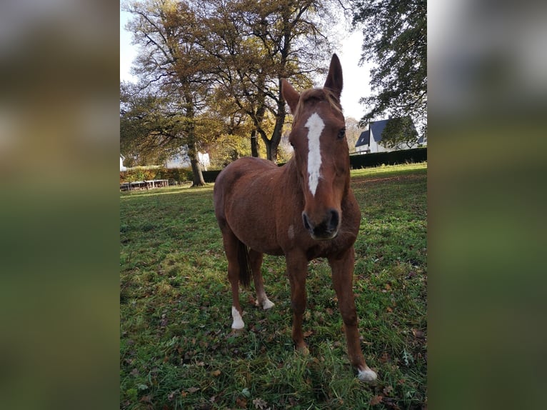 Pur-sang arabe Jument 29 Ans 160 cm Alezan in Willingshausen