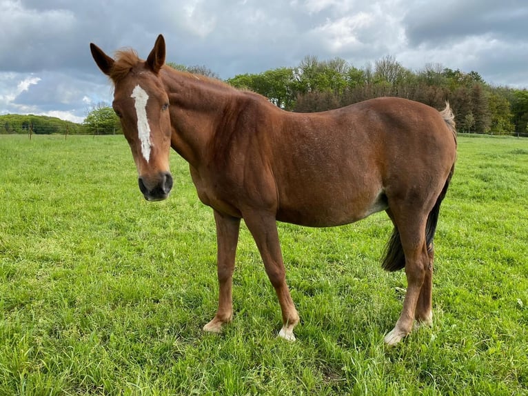 Pur-sang arabe Jument 29 Ans 160 cm Alezan in Willingshausen