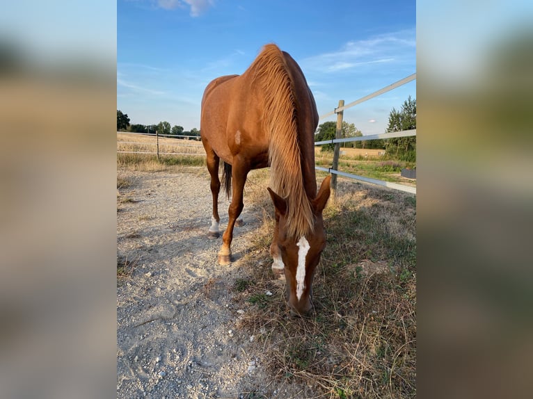 Pur-sang arabe Jument 29 Ans 160 cm Alezan in Willingshausen