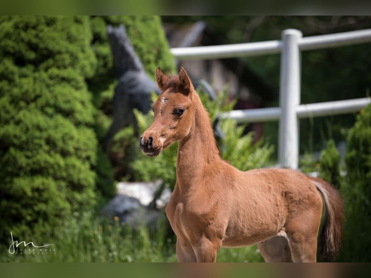 Pur-sang arabe Jument 2 Ans 132 cm Bai in Söll