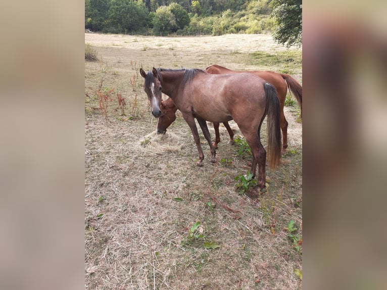 Pur-sang arabe Jument 2 Ans 135 cm Peut devenir gris in Rieden