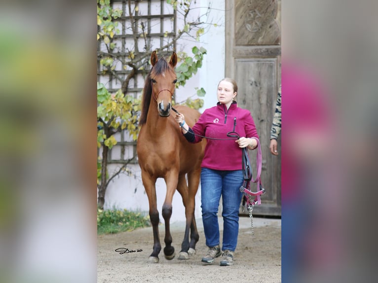 Pur-sang arabe Jument 2 Ans 142 cm Bai in S&#xF6;ll