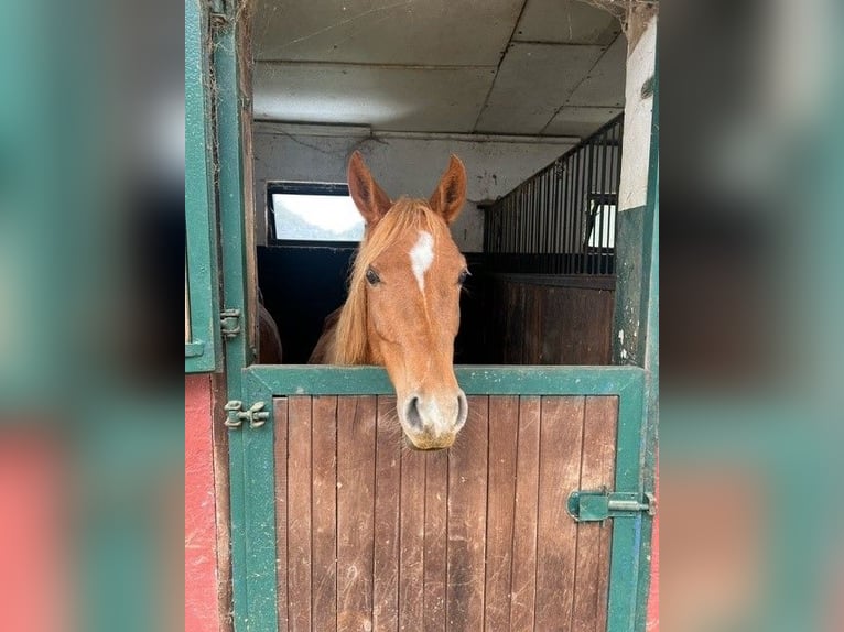 Pur-sang arabe Jument 2 Ans 143 cm Alezan in Lennestadt