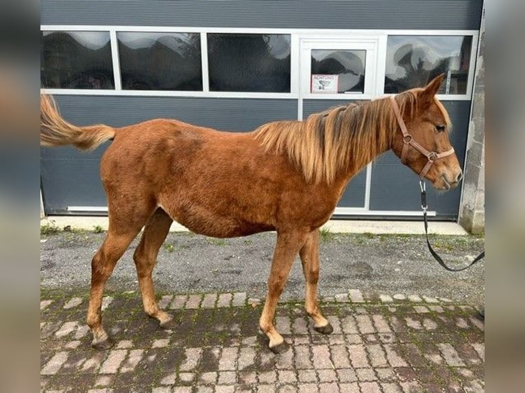 Pur-sang arabe Jument 2 Ans 143 cm Alezan in Lennestadt