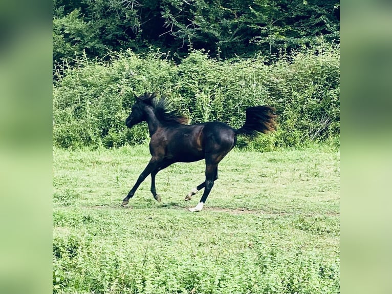 Pur-sang arabe Jument 2 Ans 145 cm Noir in Gers